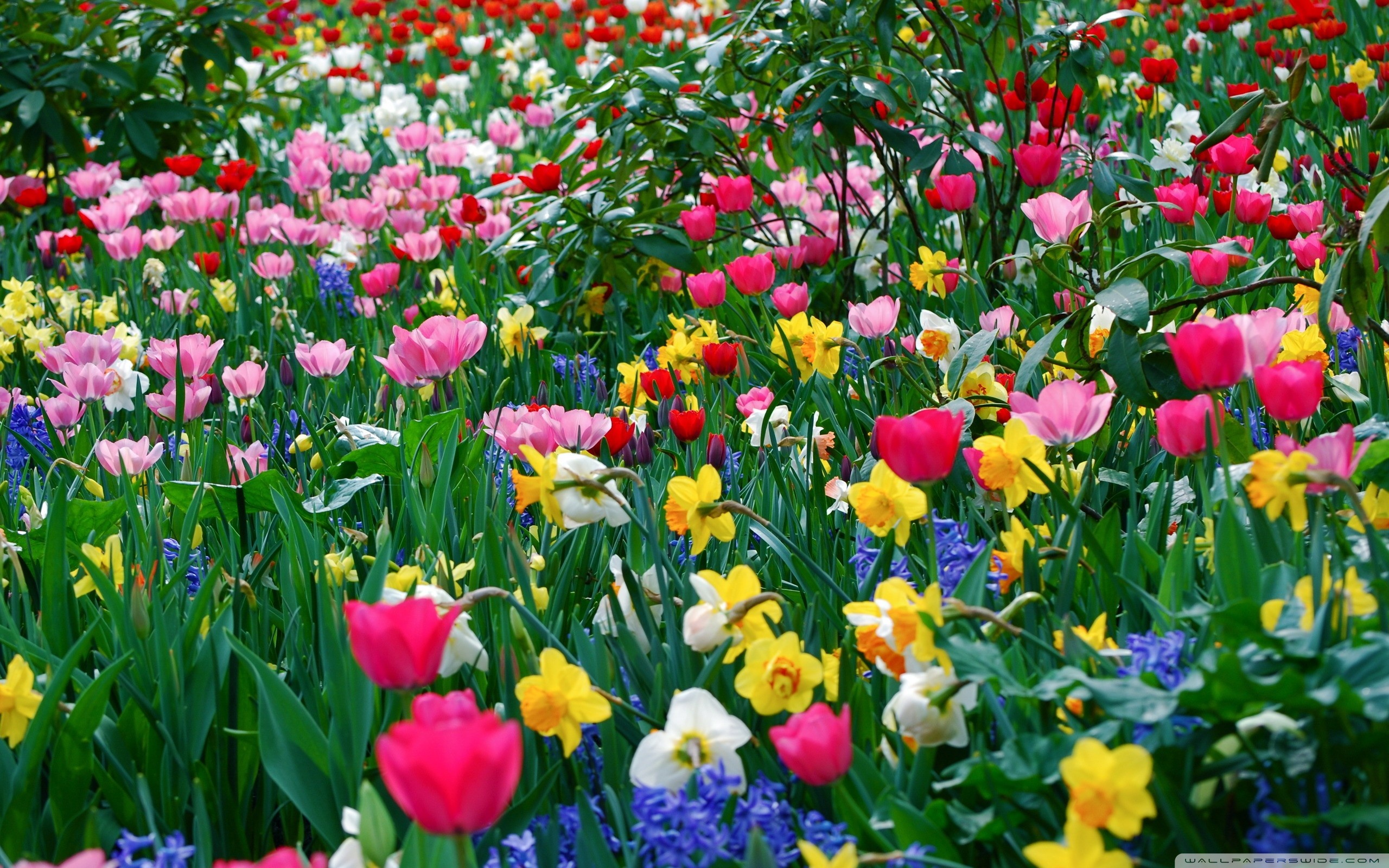 spring_flowers-tulips.jpg