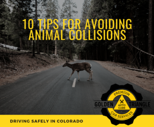 Deer Crossing Road 10 Tips for Avoiding Animal Collisions